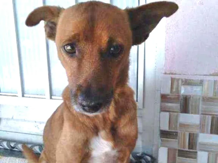 Cachorro ra a SRD idade  nome Lobinho