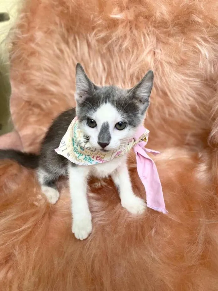 Cachorro ra a SRD-ViraLata idade 2 a 6 meses nome Zuleica