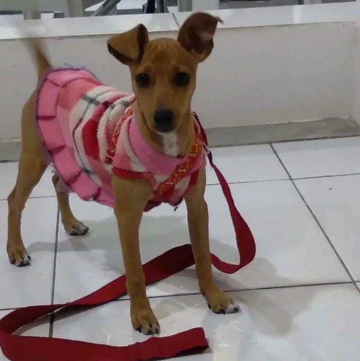 Cachorro ra a Pinsher idade 2 a 6 meses nome Mel