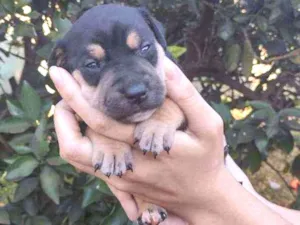 Cachorro raça Sem raça idade 2 a 6 meses nome Sem nome