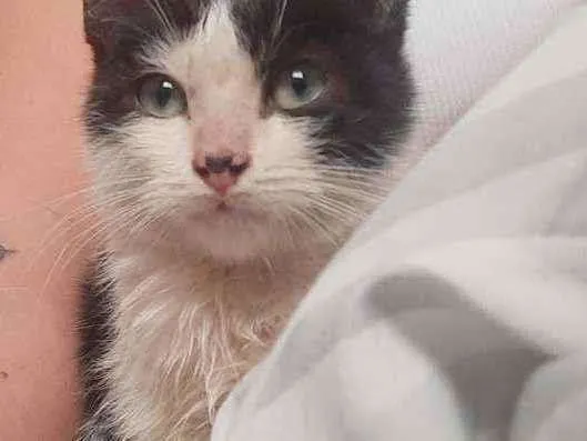 Gato raça Sd  idade 2 a 6 meses nome Lulu e Branquinha 