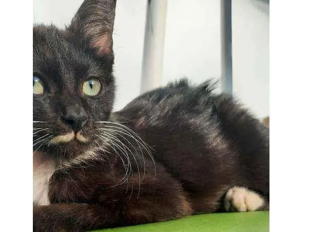 Gato raça Sd  idade 2 a 6 meses nome Lulu e Branquinha 