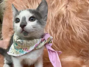 Cachorro raça SRD-ViraLata idade 2 a 6 meses nome Zuleica