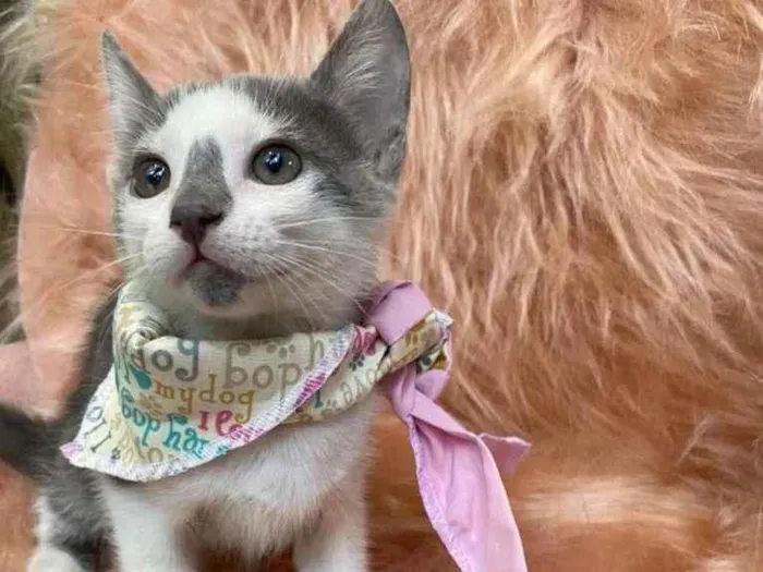 Cachorro ra a SRD-ViraLata idade 2 a 6 meses nome Zuleica
