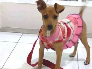 Cachorro raça Pinsher idade 2 a 6 meses nome Mel