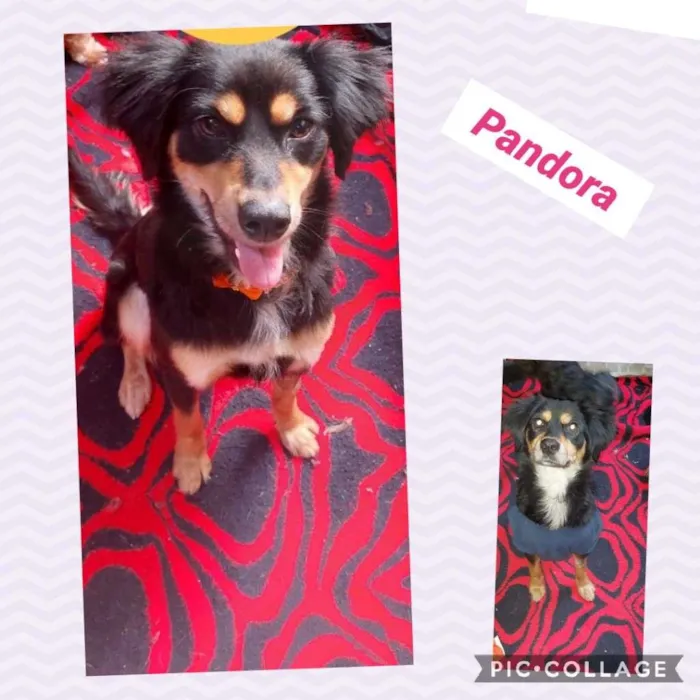 Cachorro raça SRD-ViraLata idade 2 anos nome PANDORA