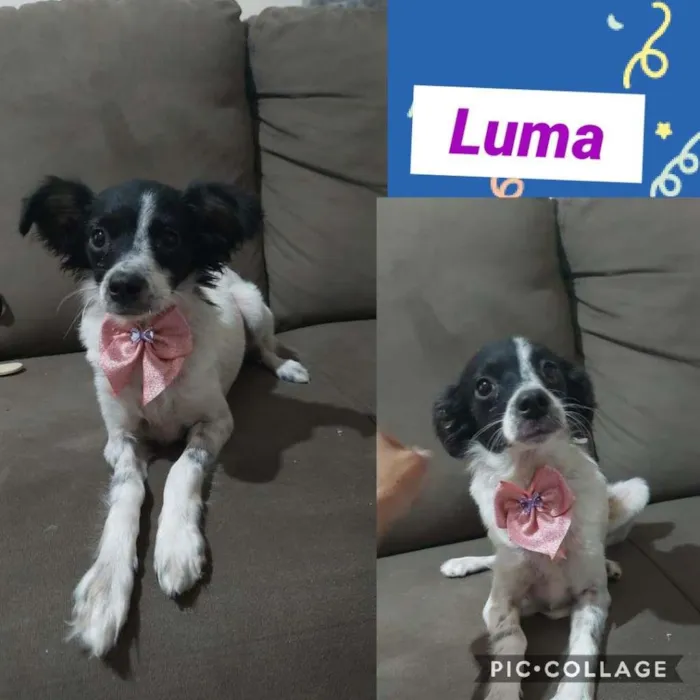 Cachorro raça Pinscher com pequinês idade 7 a 11 meses nome luma