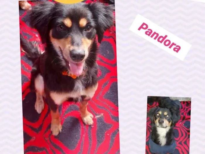 Cachorro raça SRD-ViraLata idade 2 anos nome PANDORA