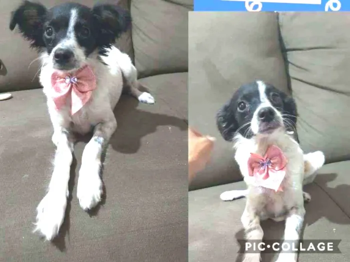 Cachorro raça Pinscher com pequinês idade 7 a 11 meses nome luma