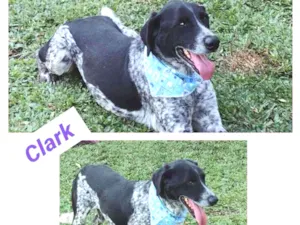 Cachorro raça mestiço de perdigueiro idade 3 anos nome clark