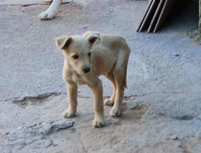 Cachorro raça Indefinido  idade 1 ano nome NA
