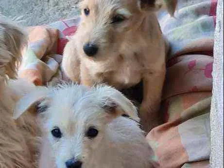 Cachorro raça Indefinido  idade 1 ano nome NA