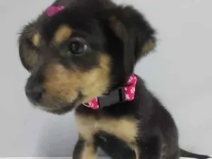 Cachorro raça SRD idade 2 a 6 meses nome LÍz