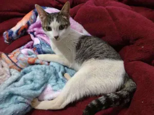 Gato raça  idade 7 a 11 meses nome Geny