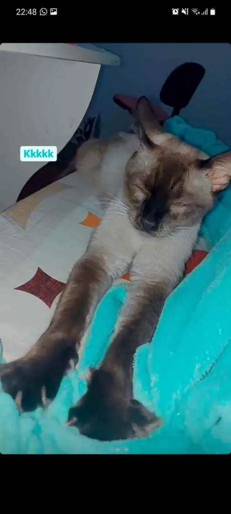 Gato ra a Siamês  idade 1 ano nome Floquinho 