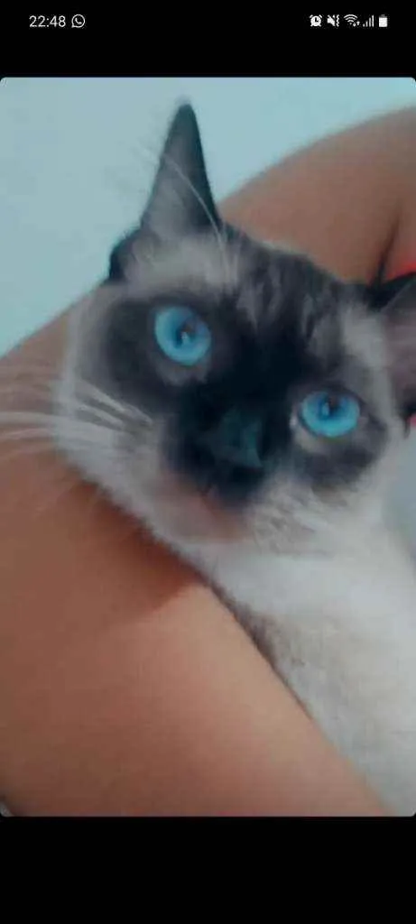 Gato ra a Siamês  idade 1 ano nome Floquinho 