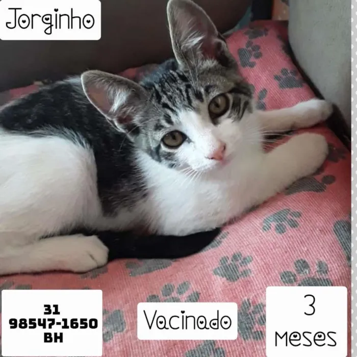 Gato raça SRD idade 2 a 6 meses nome JORGINHO