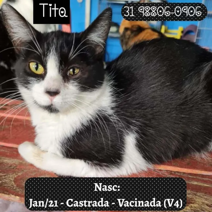 Gato raça SRD idade 1 ano nome TITA