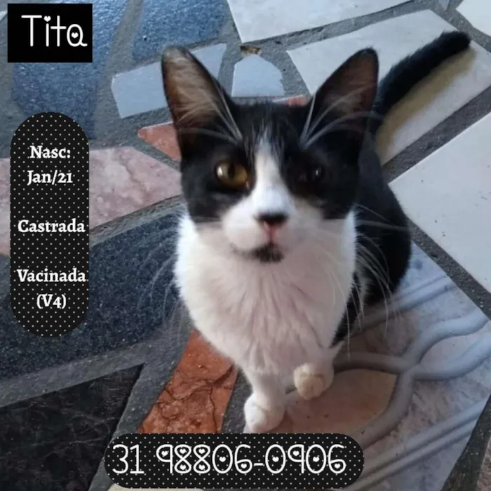 Gato raça SRD idade 1 ano nome TITA