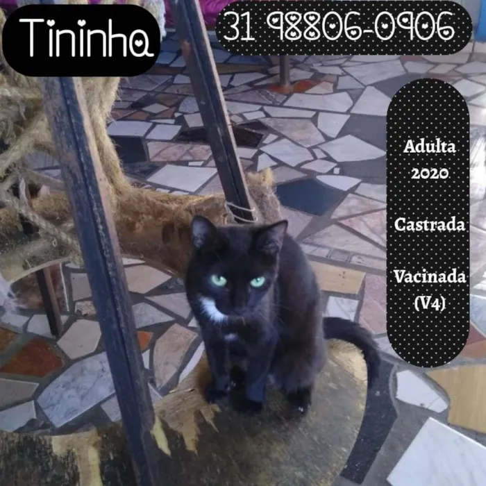 Gato raça SRD-ViraLata idade 1 ano nome TININHA