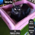 TELÚRIA