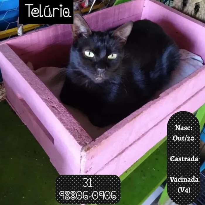 Gato raça SRD idade 7 a 11 meses nome TELÚRIA