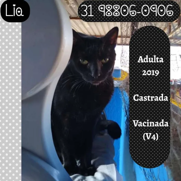 Gato raça SRD idade 2 anos nome LIA