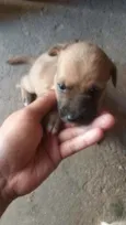 Cachorrinhos