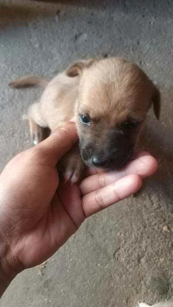 Cachorro ra a  idade  nome Cachorrinhos