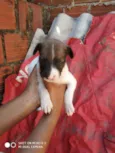 Cachorrinhos