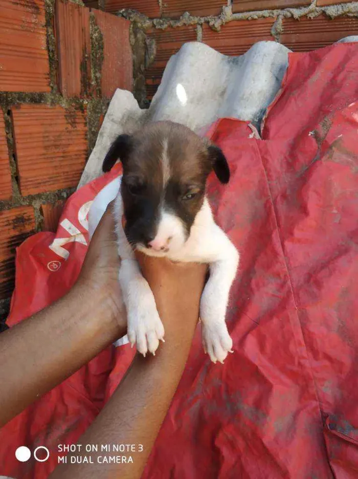 Cachorro ra a  idade  nome Cachorrinhos