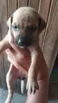 Cachorrinhos