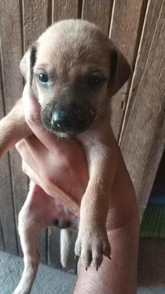 Cachorro ra a  idade  nome Cachorrinhos