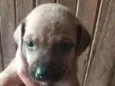 Cachorrinhos