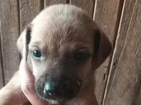 Cachorro ra a  idade  nome Cachorrinhos