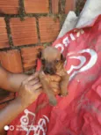 Cachorrinhos