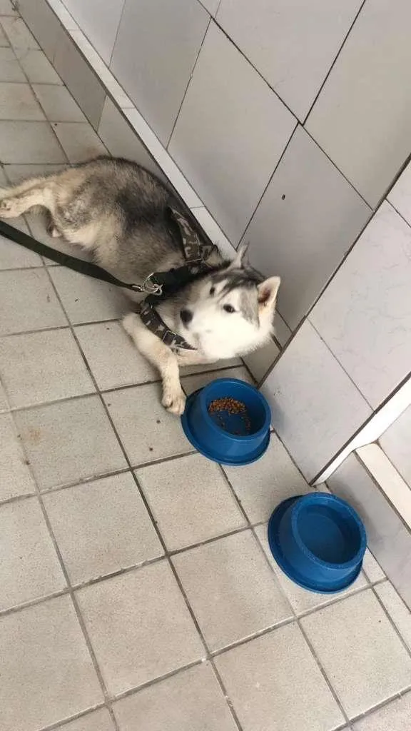 Cachorro raça Husky Siberiano idade 7 a 11 meses nome Quimera GRATIFICA