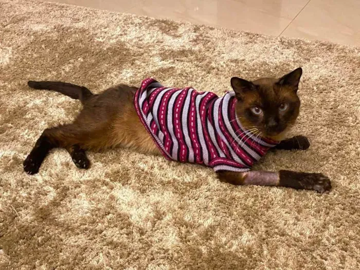 Gato ra a Siamês  idade 1 ano nome Miúxo