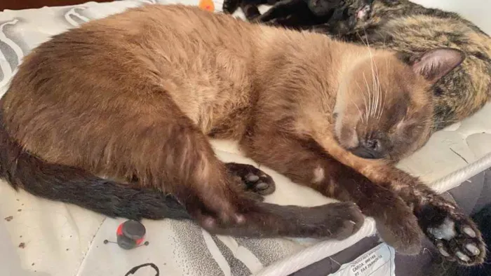 Gato ra a Siamês  idade 1 ano nome Miúxo