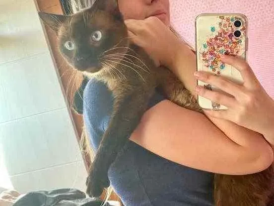 Gato ra a Siamês  idade 1 ano nome Miúxo