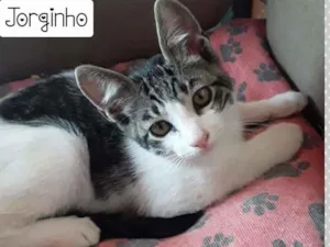 Gato raça SRD idade 2 a 6 meses nome JORGINHO