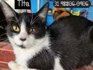 Gato raça SRD idade 1 ano nome TITA