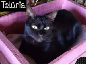 Gato raça SRD idade 7 a 11 meses nome TELÚRIA