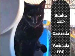 Gato raça SRD idade 2 anos nome LIA