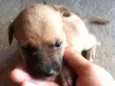 Cachorrinhos