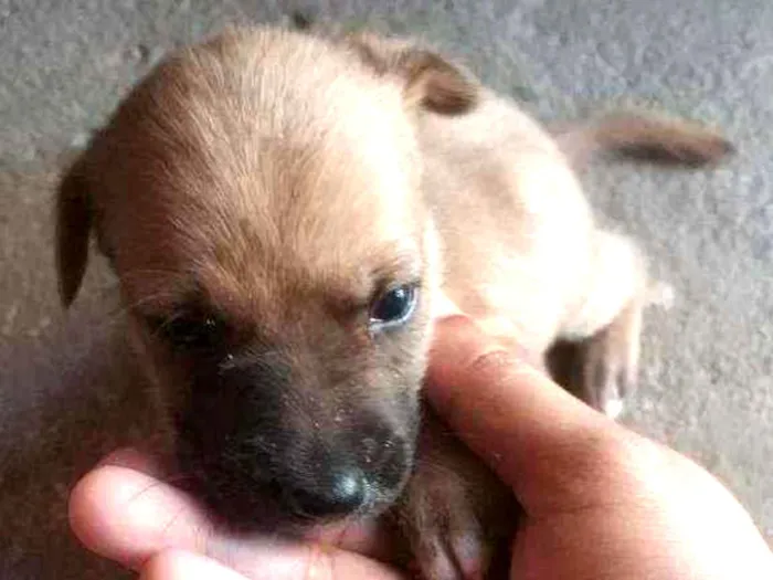 Cachorro ra a  idade  nome Cachorrinhos