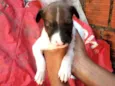 Cachorrinhos