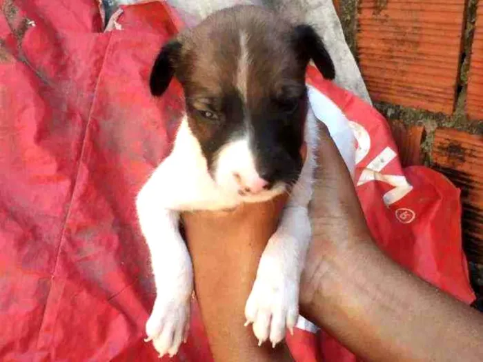 Cachorro ra a  idade  nome Cachorrinhos