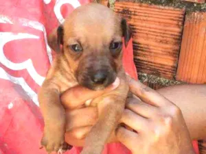 Cachorro raça  idade  nome Cachorrinhos
