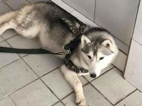 Cachorro ra a Husky Siberiano idade 7 a 11 meses nome Quimera GRATIFICA